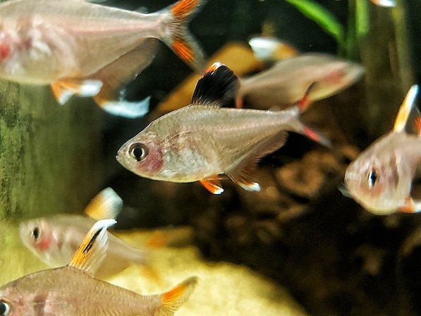 Hyphessobrycon-bentosi-Schmucksalmler.jpg