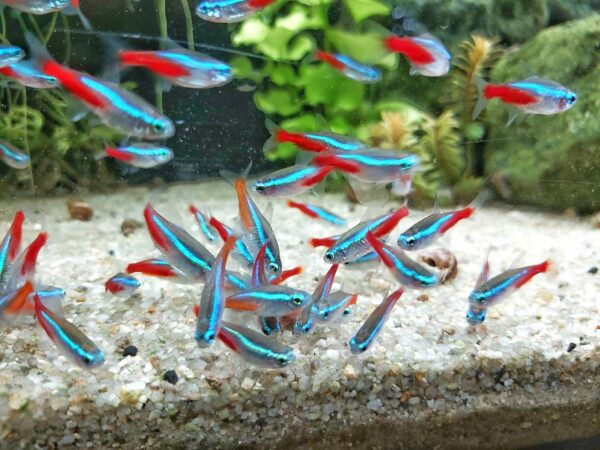 Paracheirodon-innesi-Neonsalmler.jpg