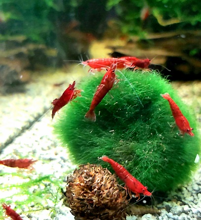 Neocaridina-davidi-var-Bloody-Mary_.jpg