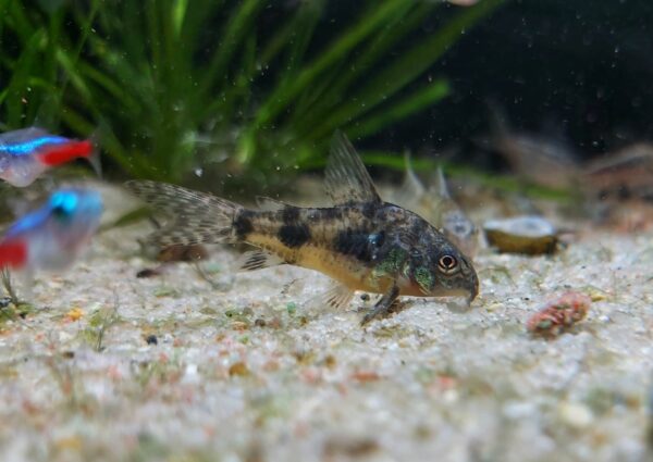 Corydoras-paleatus-Marmorierter-Panzerwels.jpg