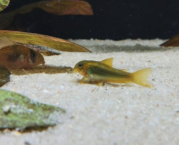 Corydoras-Aeneus-goldstripe-Goldstripe-Panzerwels.jpg