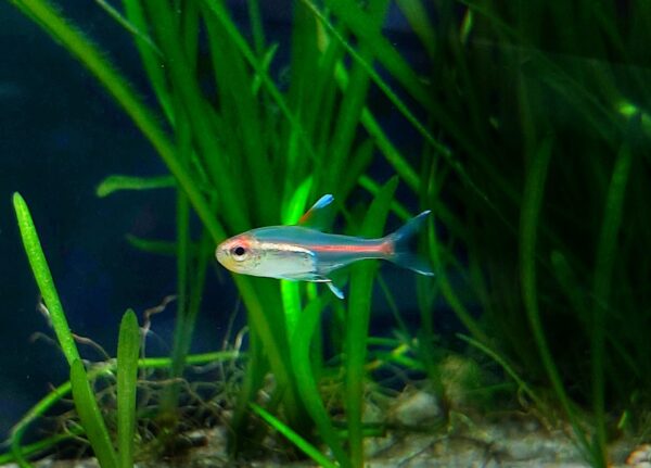 Hemigrammus-erythrozonus-Gluehlichtsalmler.jpg