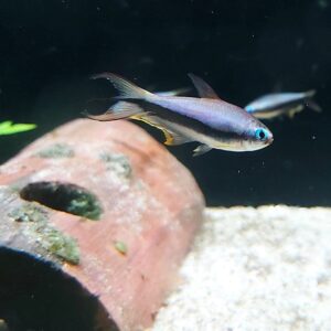 Nematobrycon-palmeri-Kaisertetra_.jpg