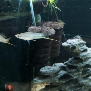Xiphophorus-helleri-gruener-Schwerttraeger.jpg
