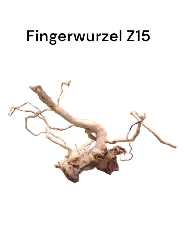 fingerwurzelz15a.jpg