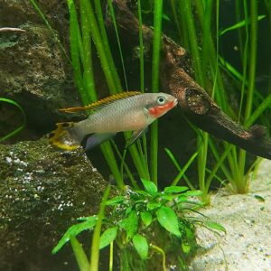 Pelvicachromis-taeniatus-nigeria-red-Smaragdprachtbarsch-maennlich-schoen.jpg