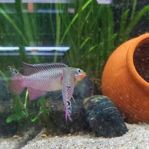 Pelvicachromis-taeniatus-lobe-Smaragdprachtbarsch-Lobe-1.jpg
