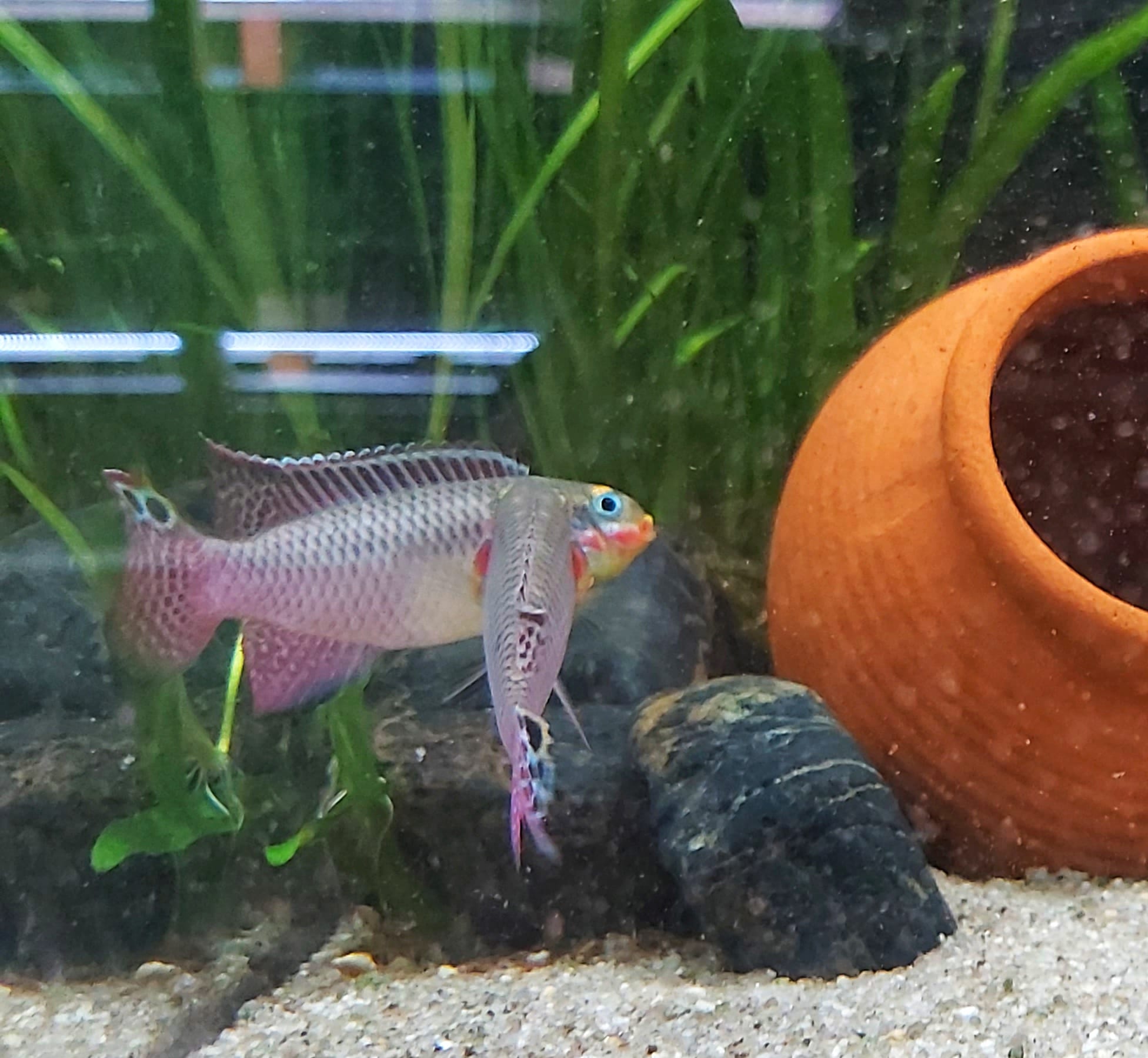 Pelvicachromis-taeniatus-lobe-Smaragdprachtbarsch-Lobe-1.jpg