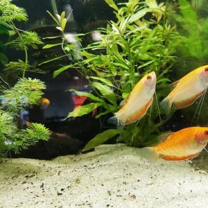Trichogaster-trichopterus-goldener-Fadenfisch_.jpg