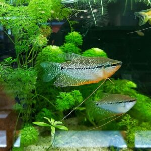 Trichogaster-leeri-Mosaikfadenfisch.jpg