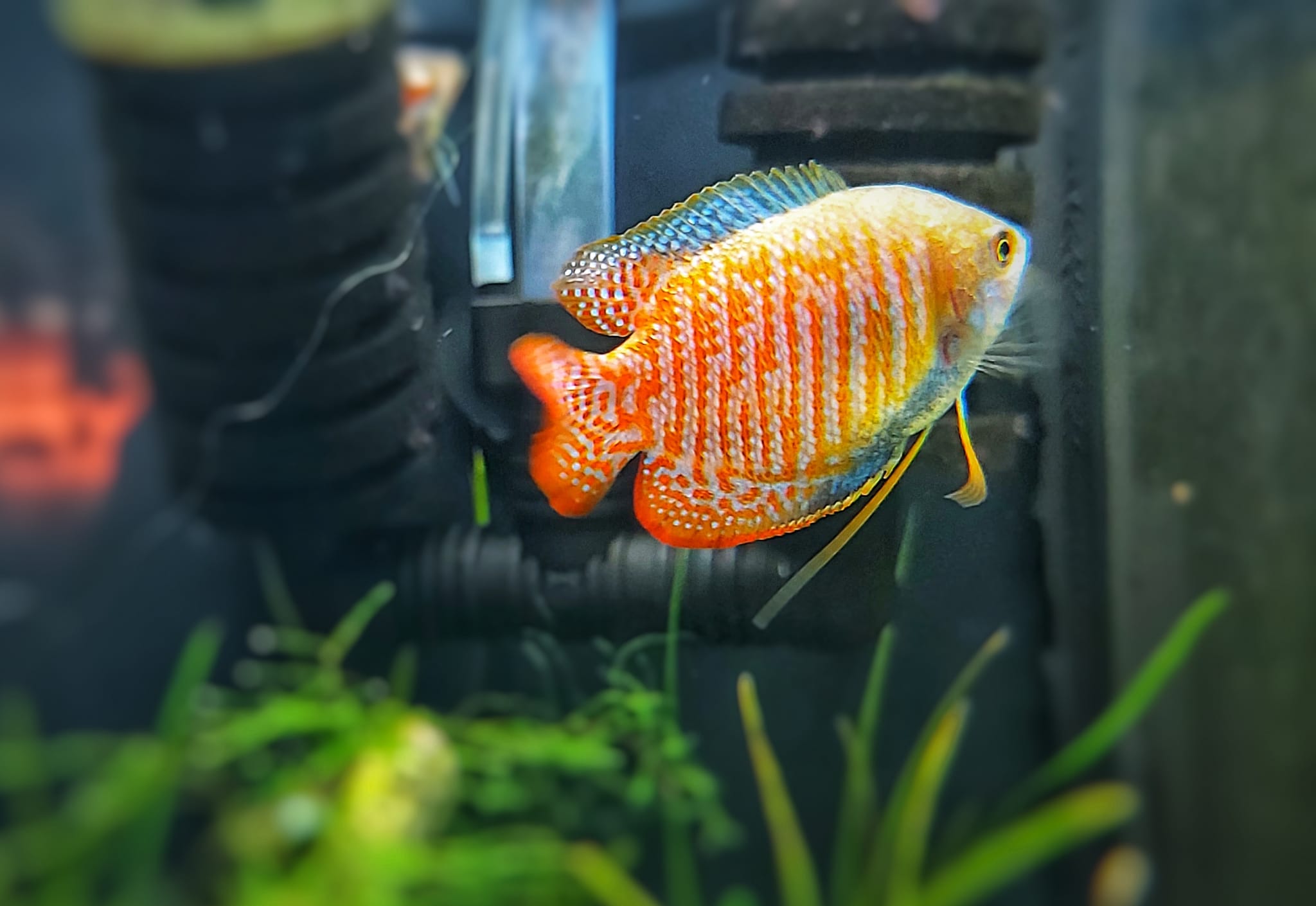 Colisa-lalia-gestreifter-Zwergfadenfisch.jpg