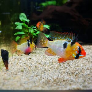 Microgeophagus-ramirezi-Schmetterlingsbuntbarsch-Paerche-nxxl.jpg