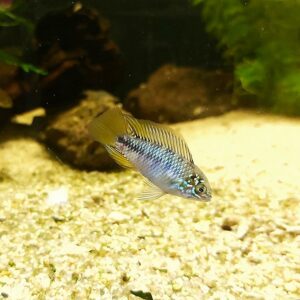 Apistogramma-borelli-opal-opal-blauer-Zwergbuntbarsch.jpg
