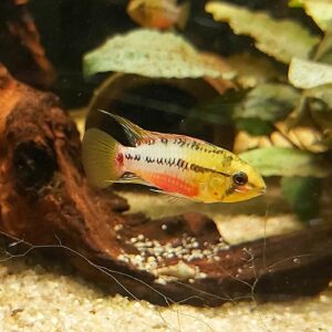 Apistogramma-hongsloi-Rotstrich-Zwergbunbarsch.jpg