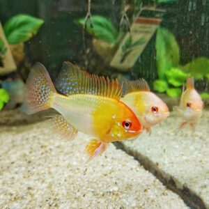 Microgeophagus-ramirezi-gold-Schmetterlingsbuntbarsch-gold_.jpg