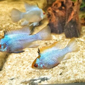 Microgeophagus-ramirezi-electric-blue-Schmetterlingsbuntbarsch-blau.jpg