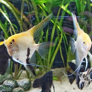 Pterophyllum-scalare-Skalar-Koi-XL.jpg