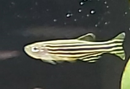 Danio-rerio-Brachydanio-rerio-Zebrabaerbling-kaufen.jpg