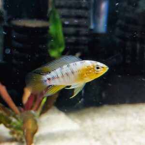 Apistogramma-borelli-echter-borelli-Zwergbuntbarsch.jpg