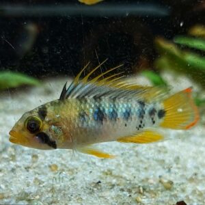 Apistorgamma-baenschi-inka-Zwergbunbarsch-kaufen.jpg