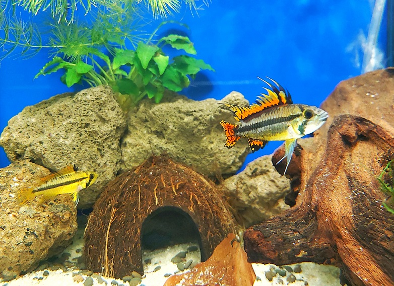 Apistogramma-cacatuoides-rot-kakaduzwergbuntbarsch-online.jpg