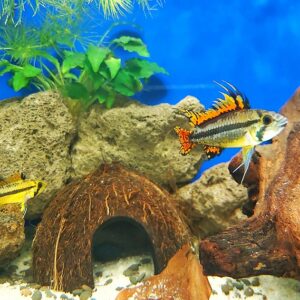 Apistogramma-cacatuoides-rot-kakaduzwergbuntbarsch-online.jpg