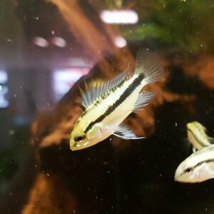Apistogramma-trifasciata-Dreistreifen-Zwergbunbarsch-kaufen.jpg