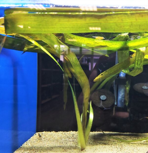 vallisnera gigantea.jpg