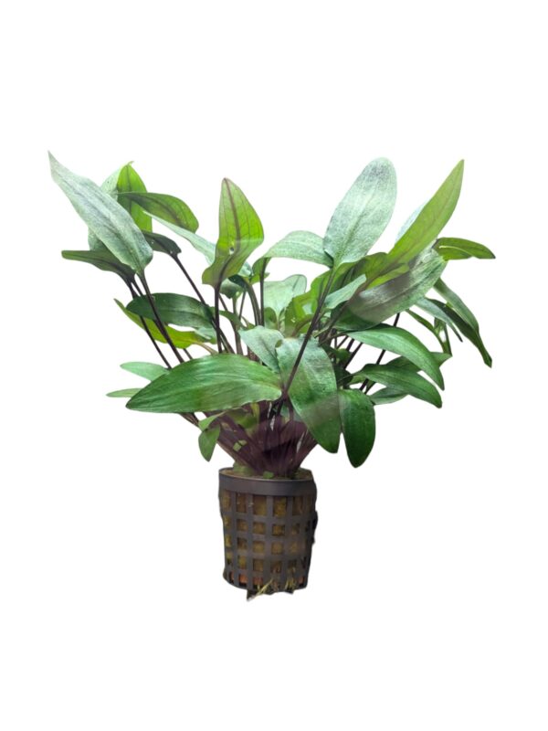 WhatsApp Image 2024-08-08 at 11.38.15.jpeg