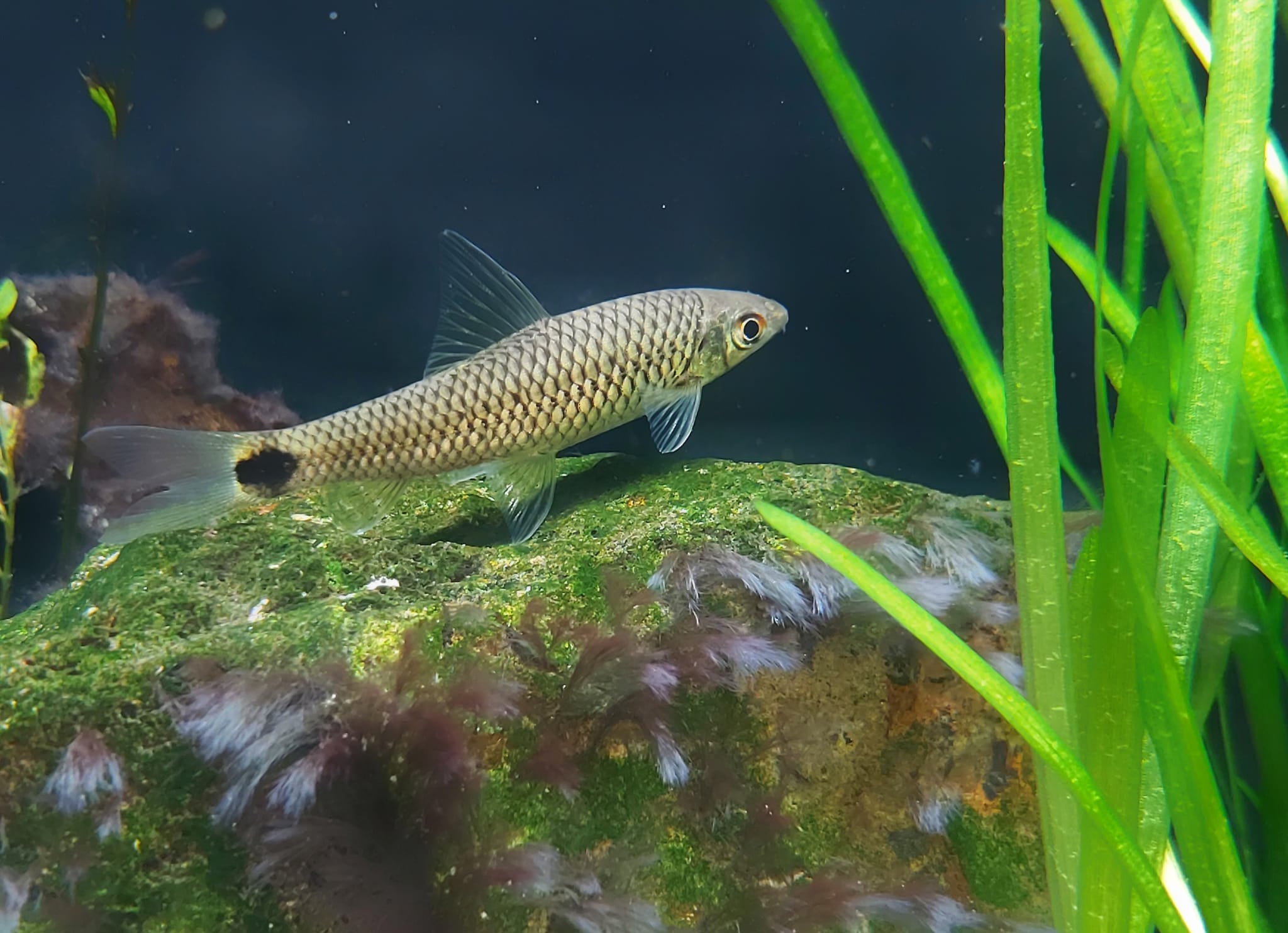 schwarzfleck algenfresser.jpg