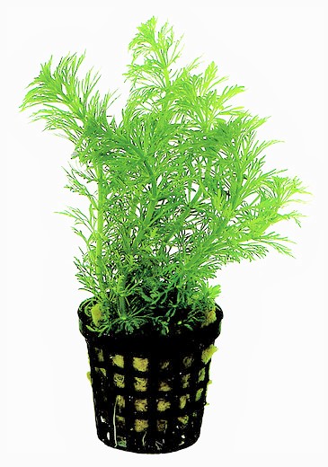 LA_HETEROPHYLLA_5_CM_POT__06d5c.jpg