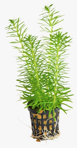 GOSTEMON_ERECTUS_5_CM_POT_35ef7.jpg