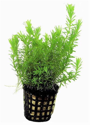 ROTALA_WALLICHII_5_CM_POT_33866.jpg