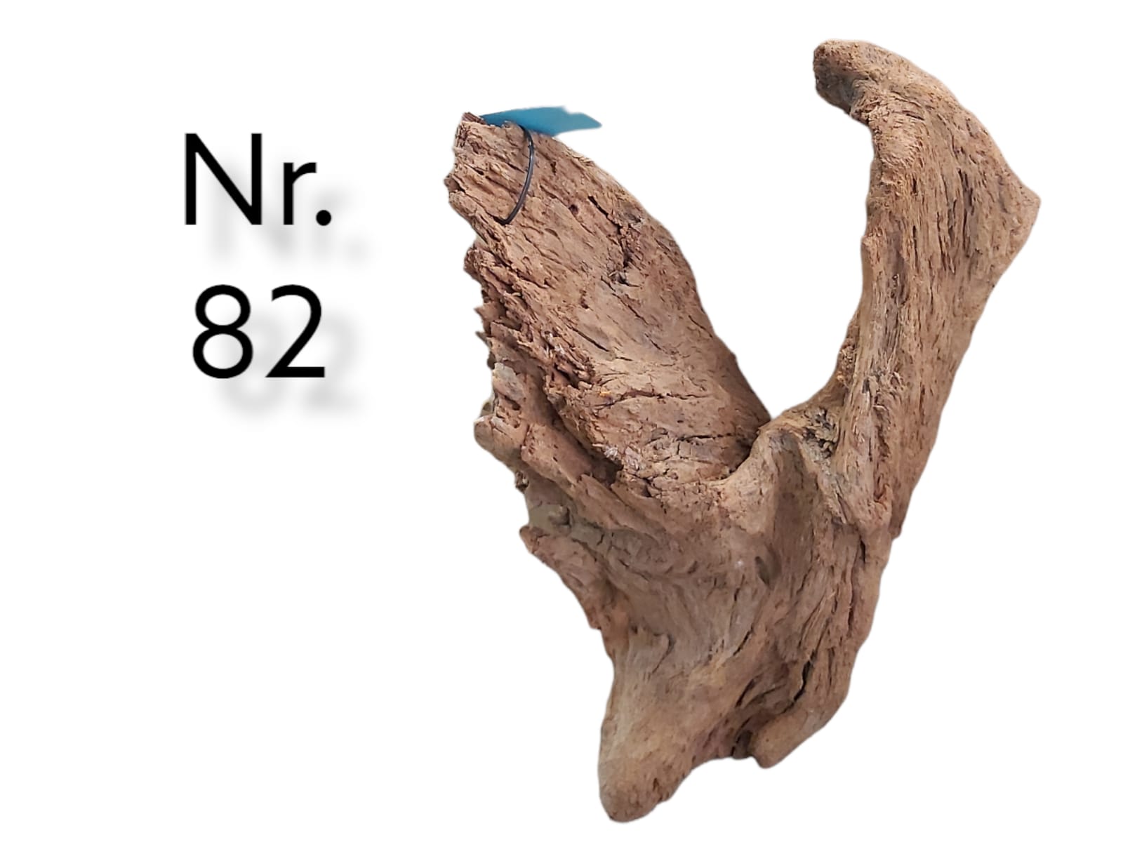 Mangrovenwurzel-Nr-82.jpg