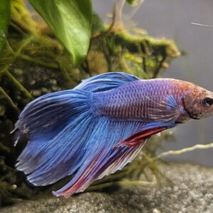 WhatsApp Image 2025-10-17 at 17.21.50.jpeg