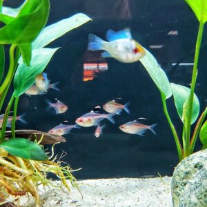 Hyphessobrycon-pyrrhonotus-Rotruecken-Kirschflecksalmler.jpg
