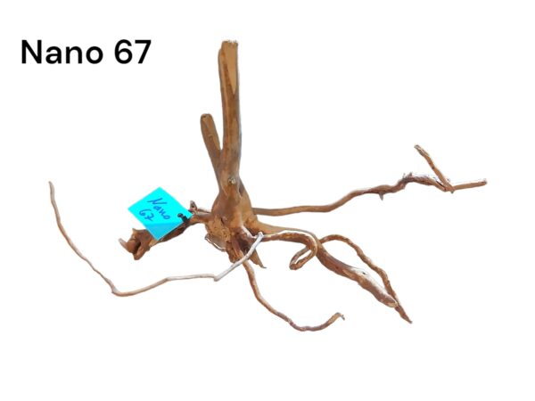 Nano-Fingerwurzel-67.jpg