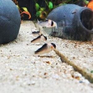 Corydoras-adolfoi-adolfos-Panzerwels.jpg