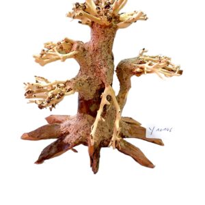 bonsai.jpg
