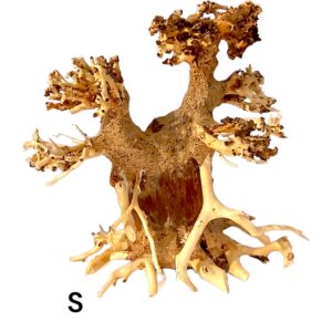 Garnelenbaum-S.jpg