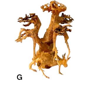 Garnelenbaum-G.jpg