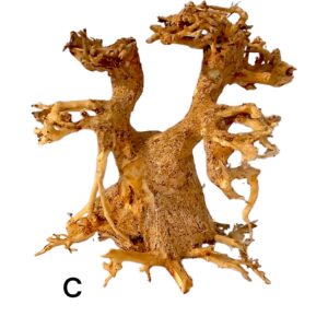 Garnelenbaum-C.jpg