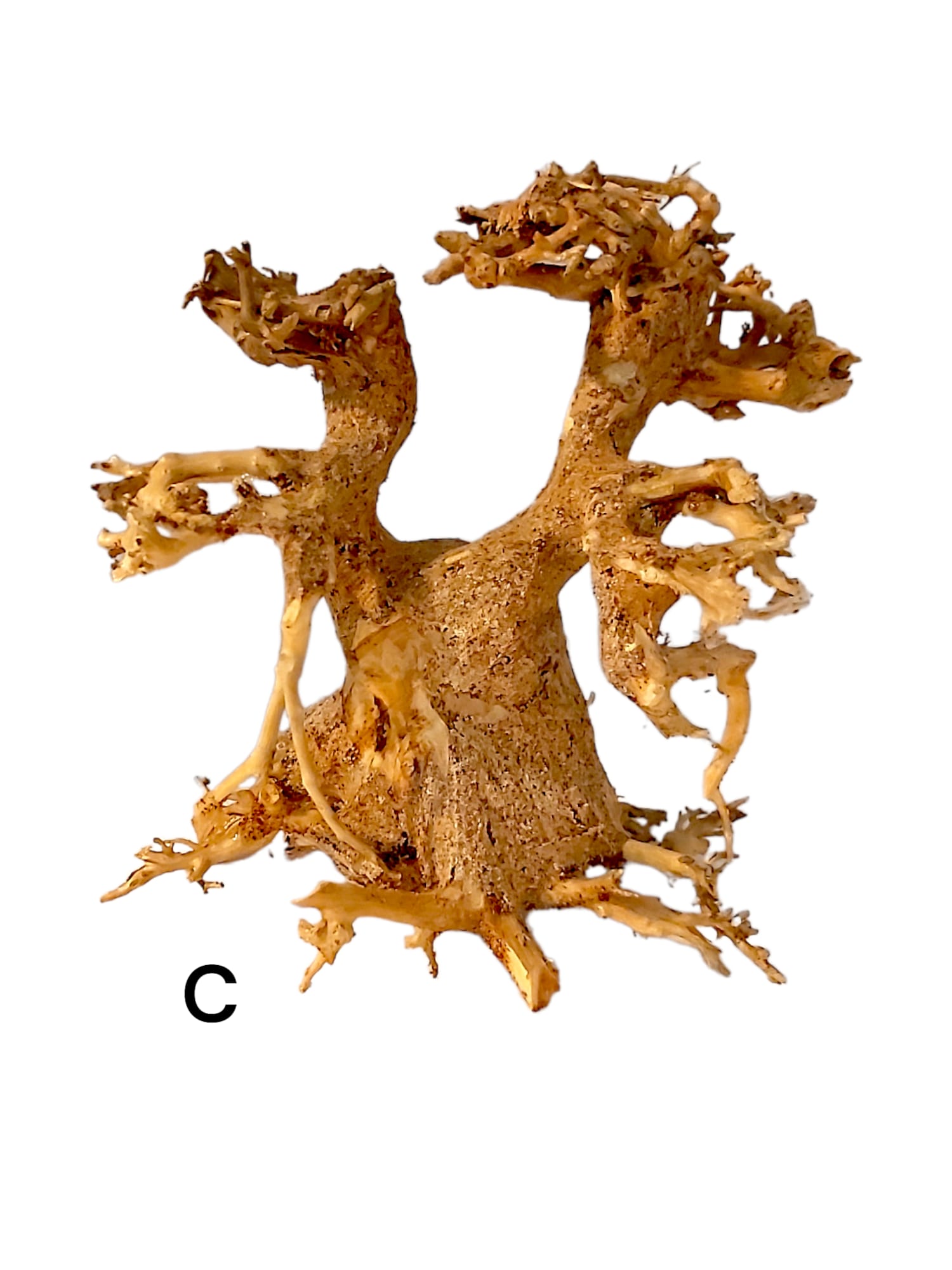 Garnelenbaum-C.jpg