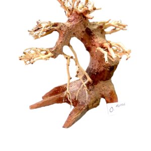 Garnelenbaum-O.jpg