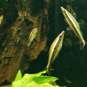 Nannostomus-eques-Spitzmaul-Ziersalmler.jpg