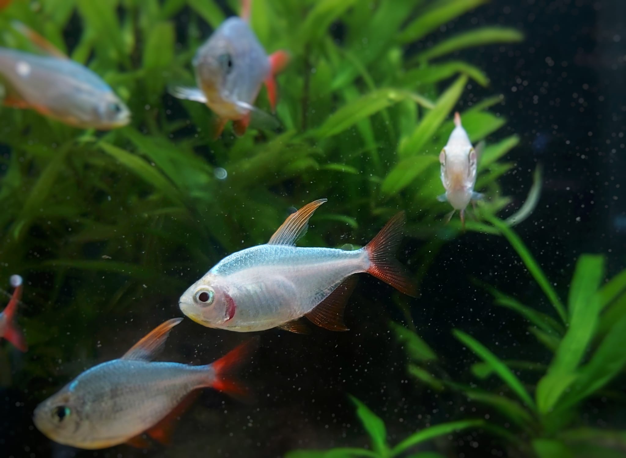 Hyphessobrycon-columbianus-Rotblauer-Kolumbianer-albino-albino-neu.jpg