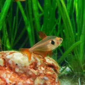 Hyphessobrycon-sweglesi-Roter-Phantomsalmlert0vMizTqpHy71.jpg