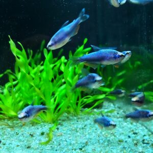 Inpaichthys-kerri-Koenigssalmler-super-blau-neu.jpg