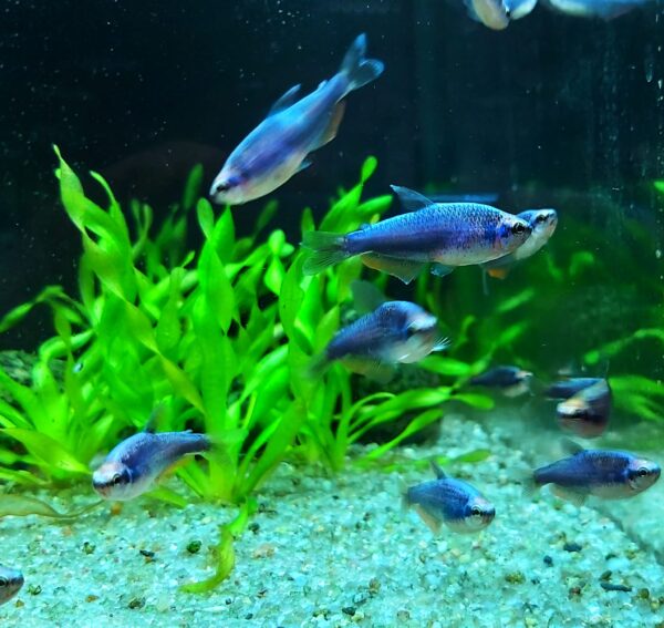 Inpaichthys-kerri-Koenigssalmler-super-blau-neu.jpg