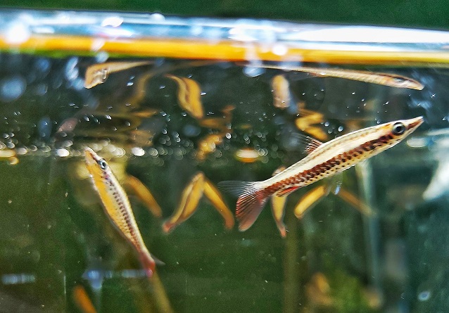 Nannostomus-eques-Spitzmaul-Ziersalmler__.jpg